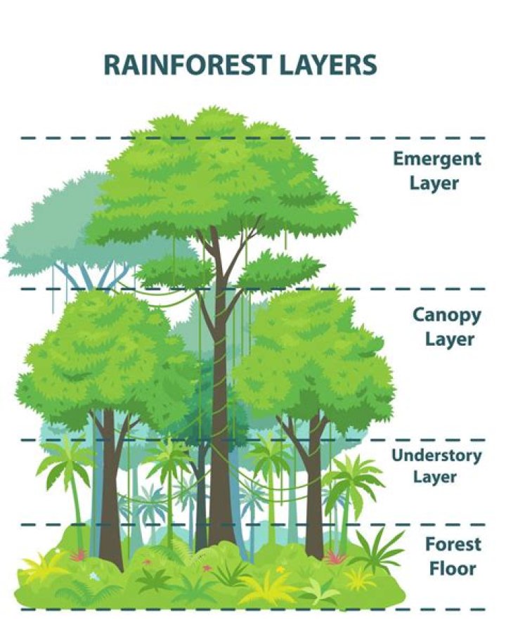 Layers Of The Rainforest - How To Discuss