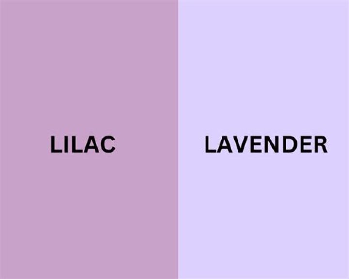 Lilac Vs Lavender - How To Discuss