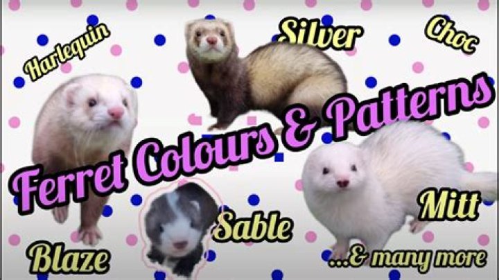 Linatone For Ferrets - How To Discuss