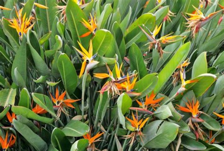 Mexican bird of paradise - How To Discuss