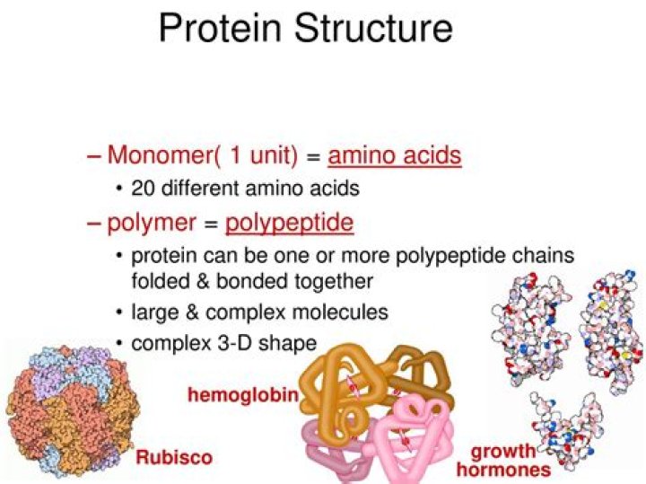 Monomer of protein - How To Discuss
