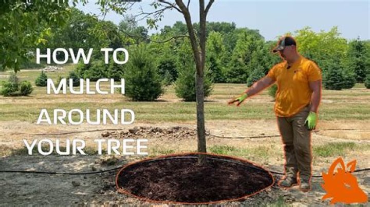 Mulch around trees - How To Discuss