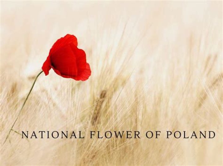 National Flower Of Poland - How To Discuss