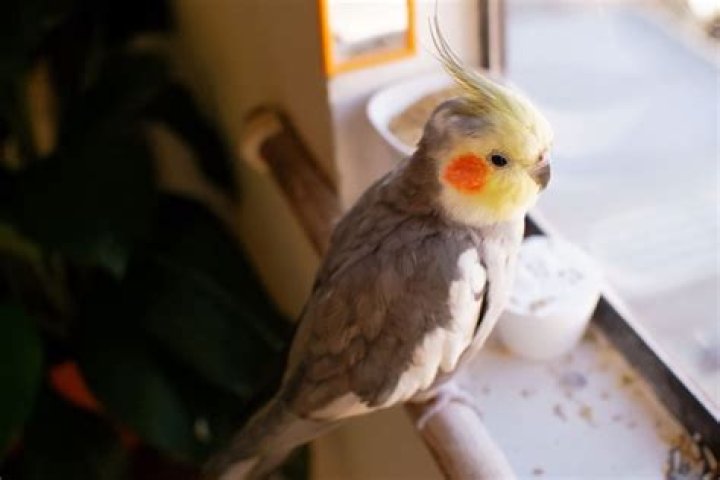 Nome Para Calopsita - How To Discuss