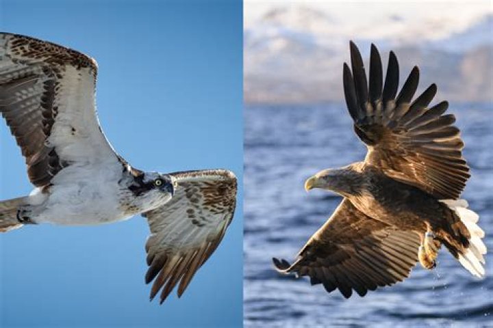 Osprey Vs Eagle - How To Discuss