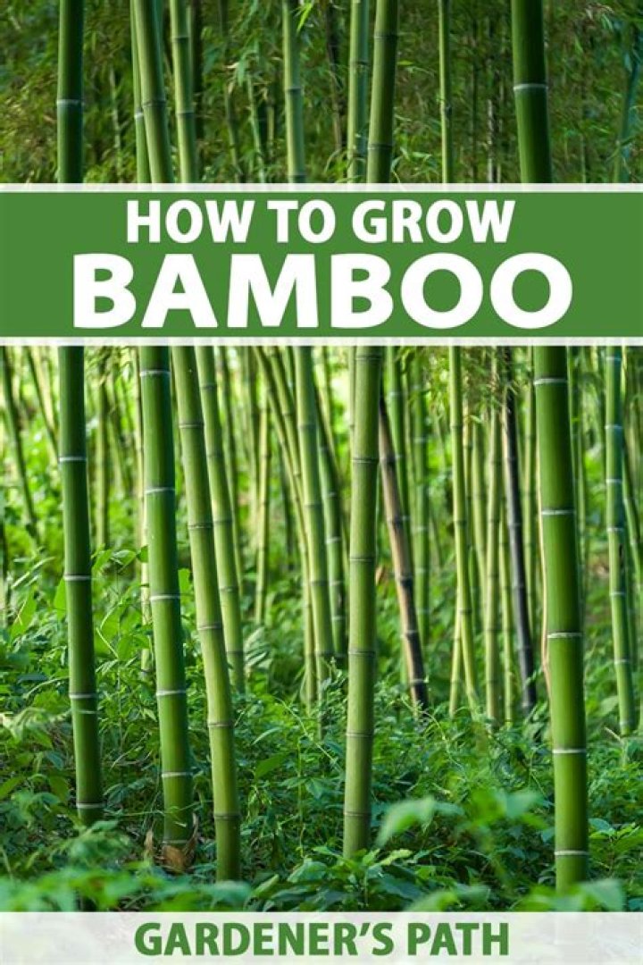 Outdoor bamboo plants - How To Discuss