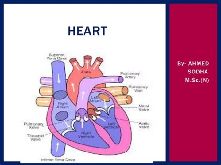 Physiology of heart - How To Discuss
