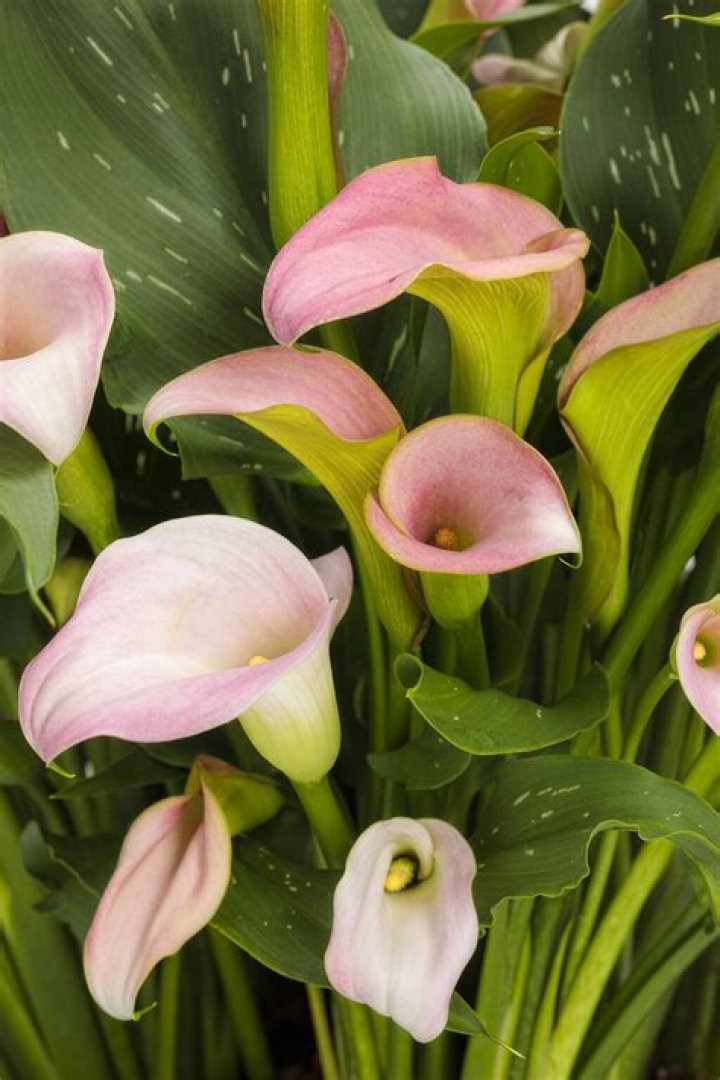 Pink calla lily - How To Discuss