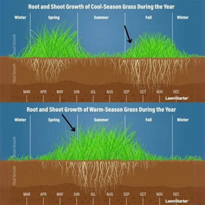 Planting Grass Over Rocks - How To Discuss