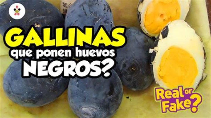 Que Animal Pone Huevos Negros