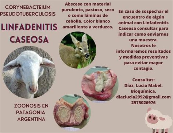 ¿Qué es linfangitis Wikipedia