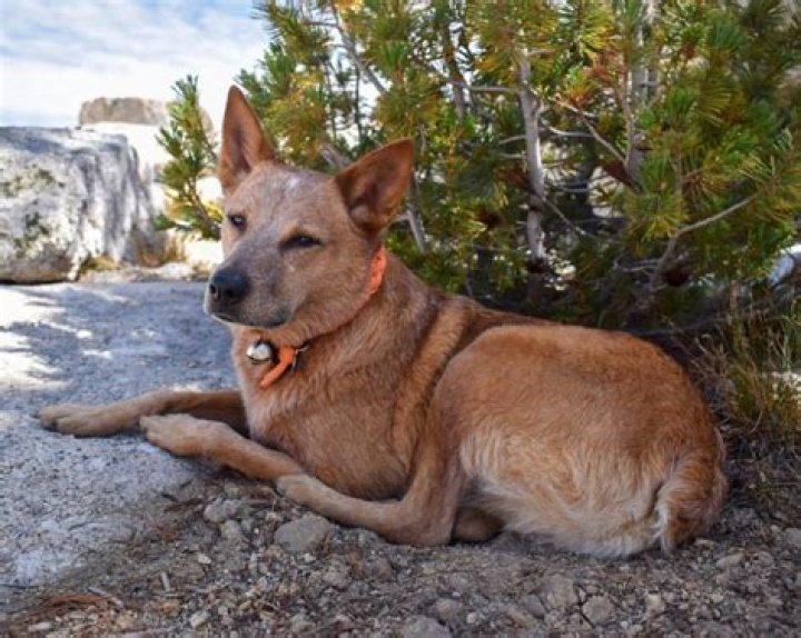 Question: Are Cattle Dogs Born Without Tails