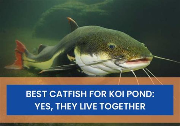 Question: Are Koi Fish Related To Catfish