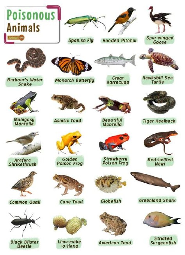 Question: Are Sole Fish Poisonous