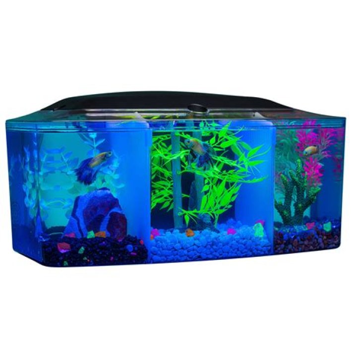 Question: Can Betta Fish And Glofish Be In The Same Tank