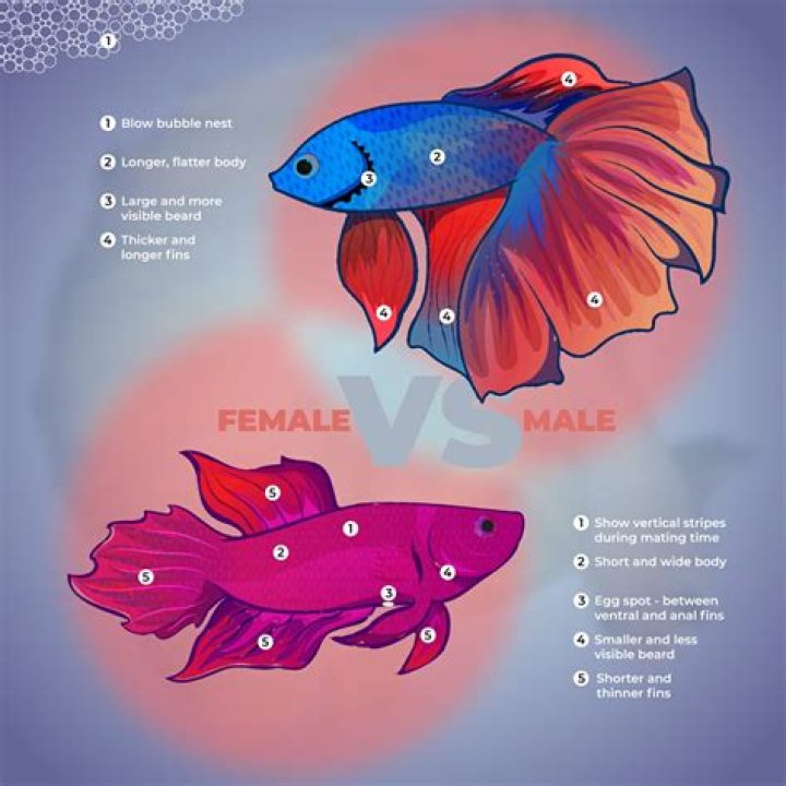 Question: Can Betta Fish Eat Each Other