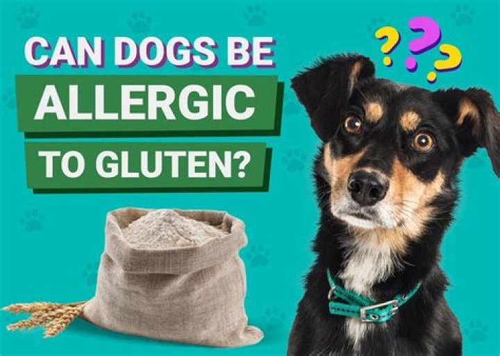 Question: Can Dogs Be Allergic To Salmon