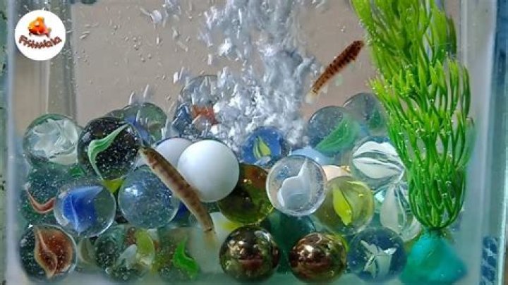 Question: Can You Use Marbles For Fish Tank