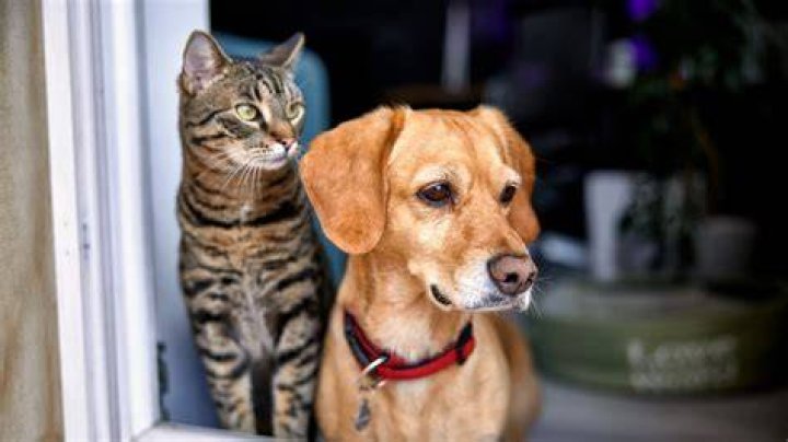 Question: Do Dogs And Cats Lay Eggs