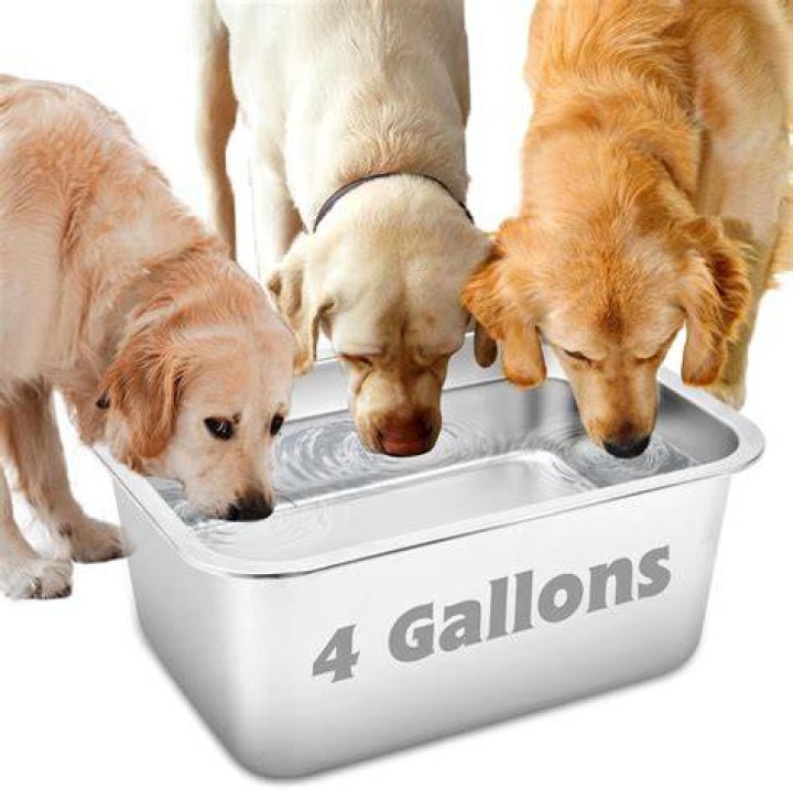Question: How To Keep Toddler Out Of Dog Water Bowl