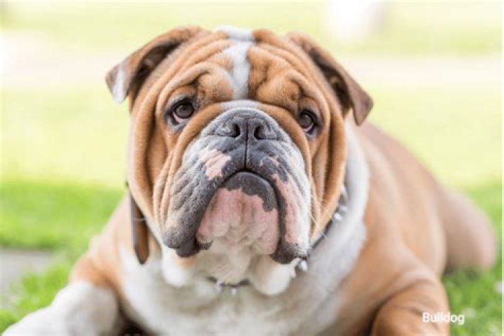 Question: Is Thyme Safe For Dogs