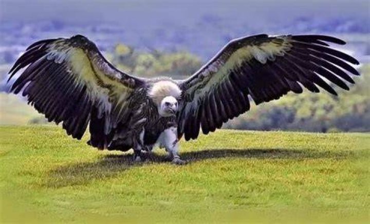 Question: What Is The Biggest Bird In North America