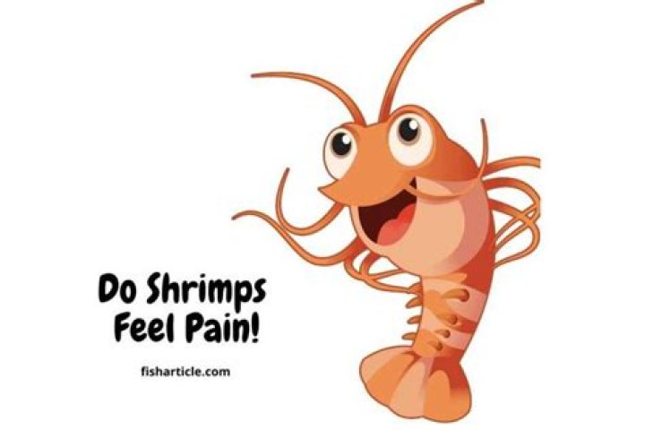 Quick Answer: Are Fish And Shrimp Feel Pain