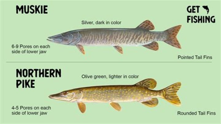 Quick Answer: Are Pike Fish Good Eating