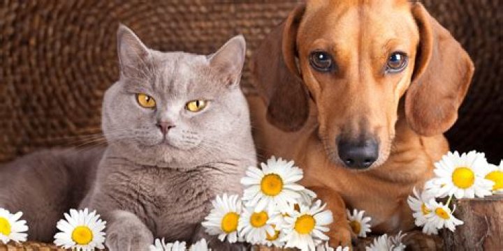 Quick Answer: Can Cats And Dogs Follow You Into The Nether