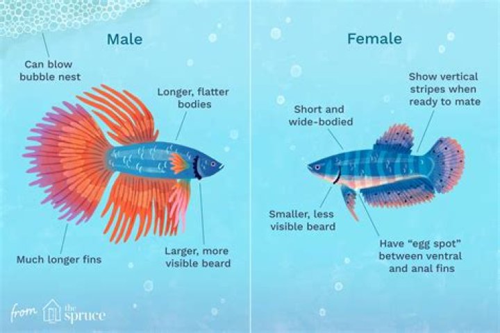 Quick Answer: Can Female Betta Fish Live With Glofish