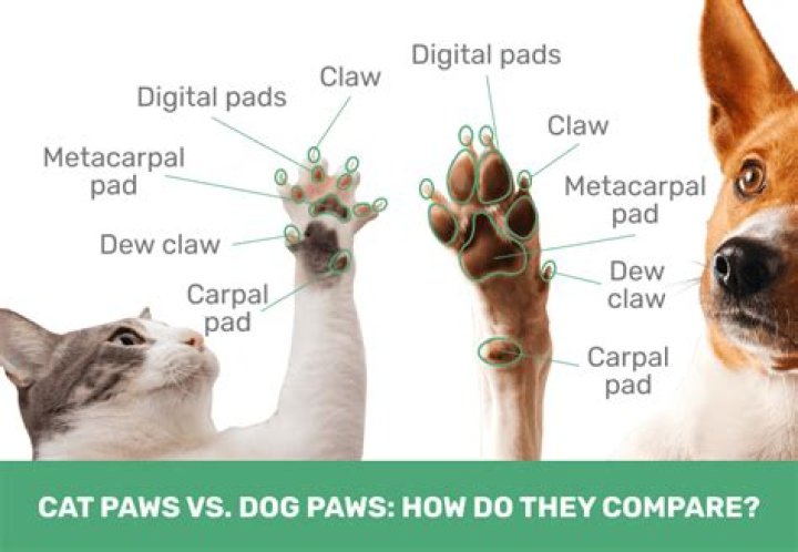 Quick Answer: Do Cats And Dogs Have Arms
