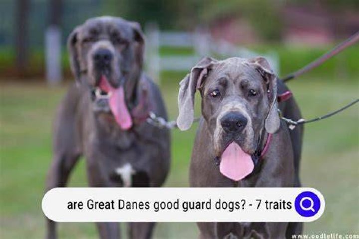 Quick Answer: Do Great Danes Make Good Guard Dogs