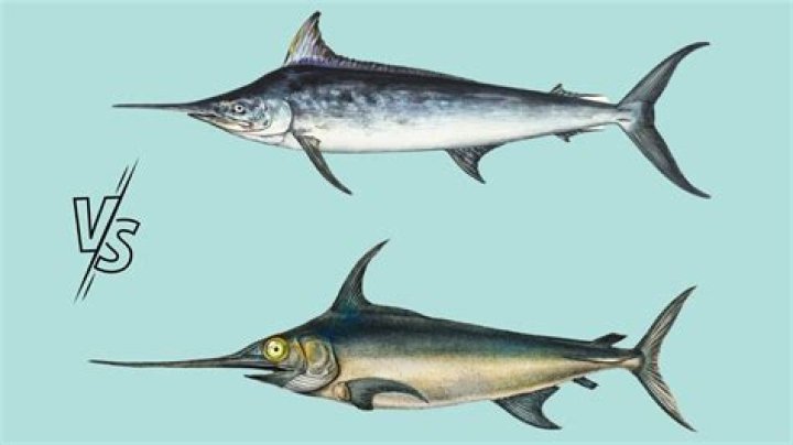 Quick Answer: How Long Does It Take Tobreel In Marlin Fish