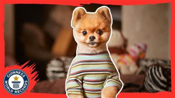 Quick Answer: How Much Is Jiffpom The Dog Worth