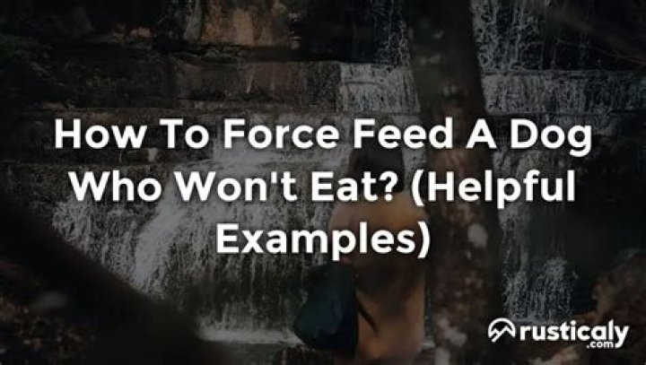 Quick Answer: How To Force Feed A Dog Who Won T Eat
