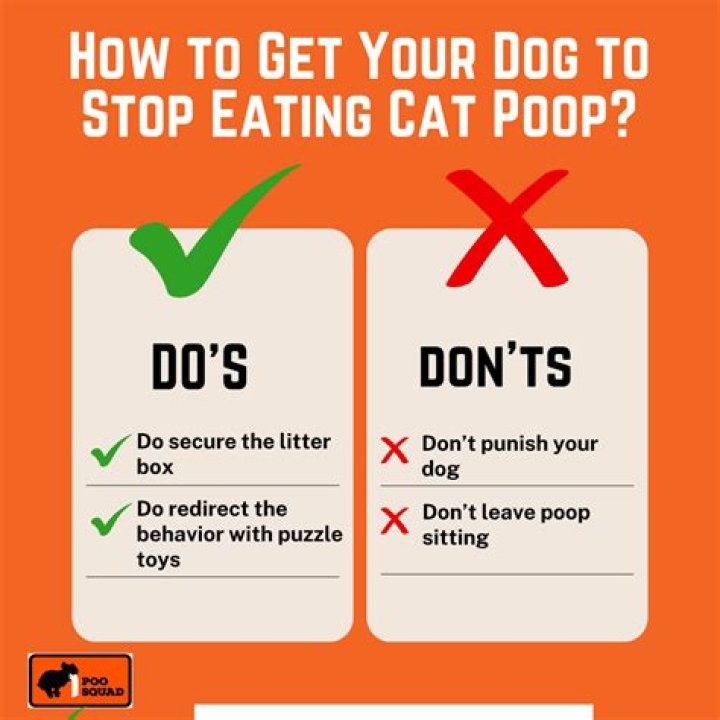Quick Answer: How To Train A Dog Not To Eat Cat Poop