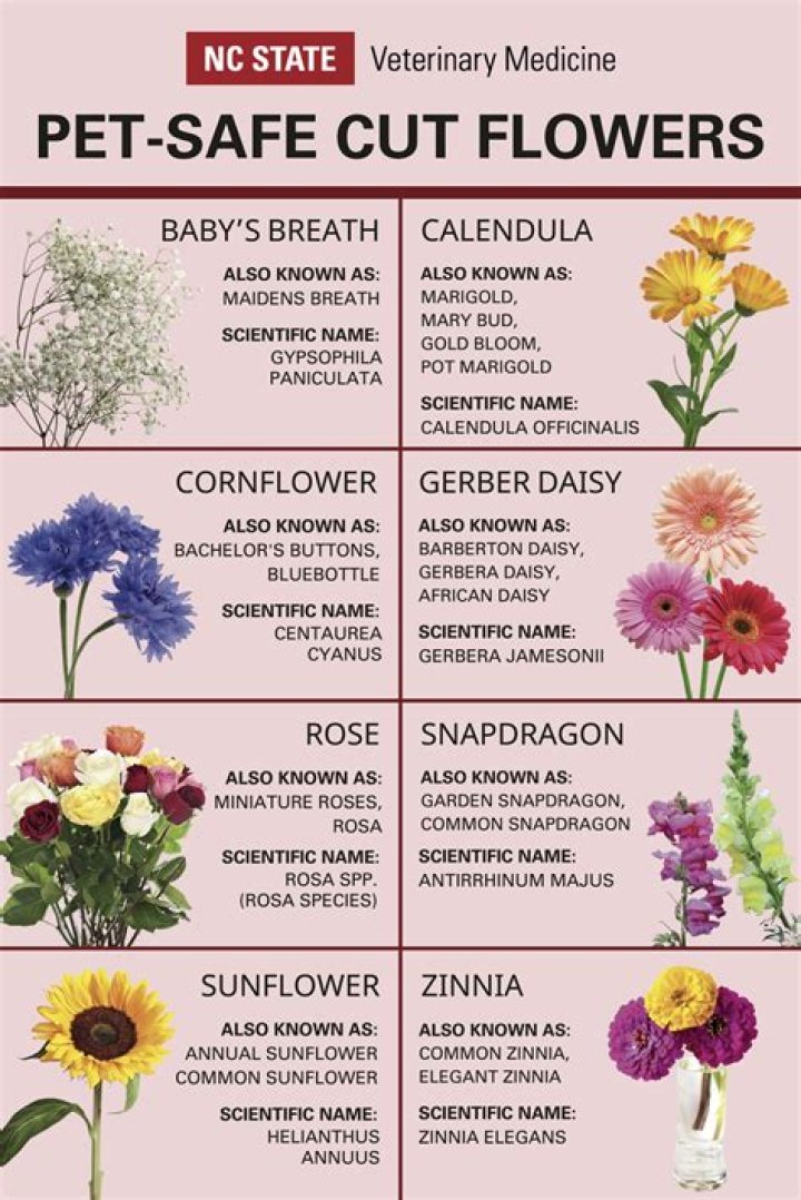 Quick Answer: Is A Jasmine Safe For Dogs And Cats