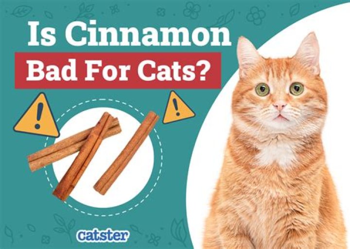 Quick Answer: Is Cinnamon Candle Bad For Dogs