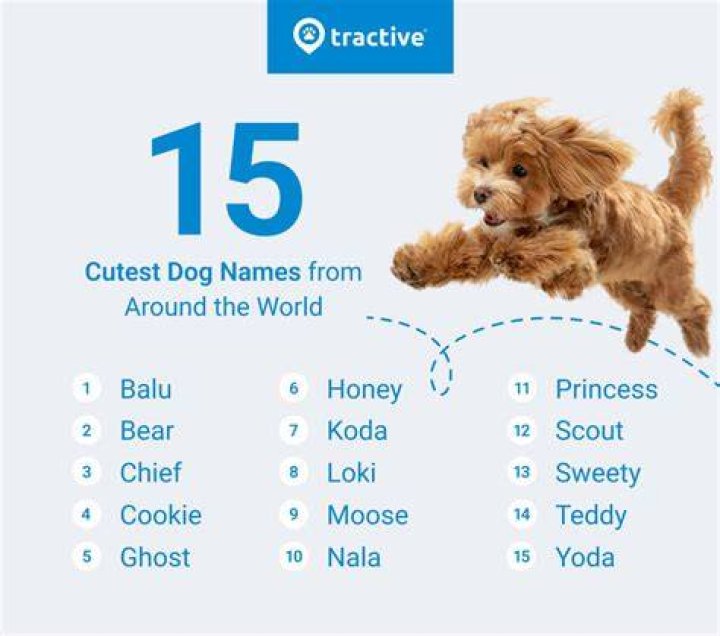 Quick Answer: Is Karma A Good Dog Name