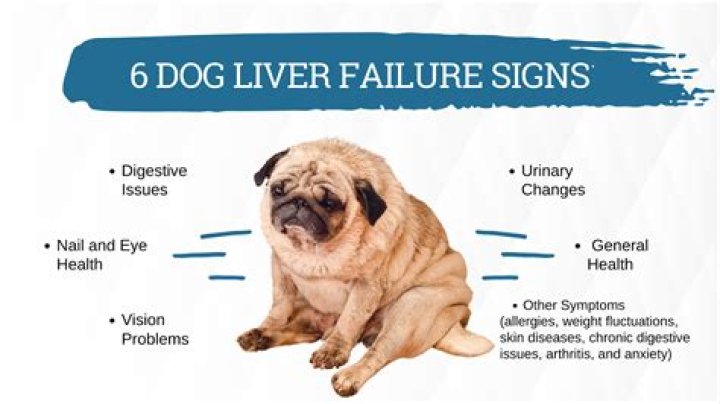 Quick Answer: What Oils Are Bad For Liver Problems In Dogs