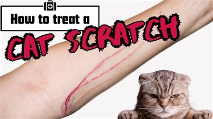 Quick Answer: What To Do If A Cat Scratches A Dog’s Eye