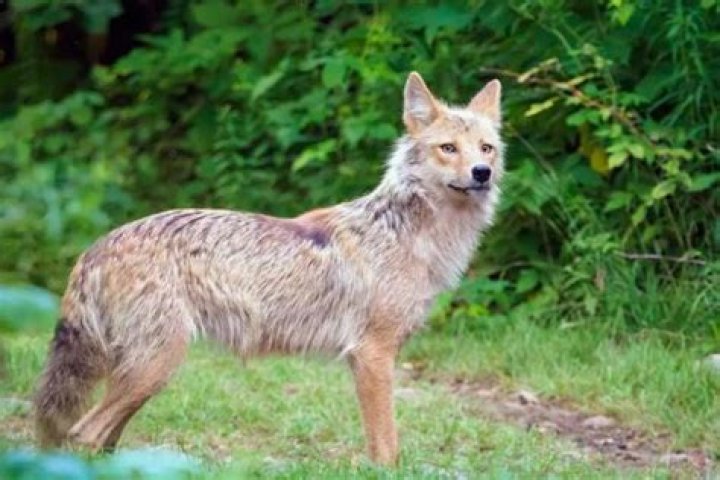 Quick Answer: Where To Find Coyotes In Utah