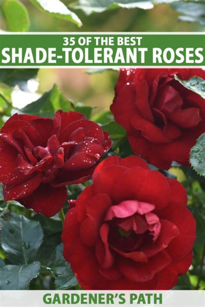 Roses for shade - How To Discuss