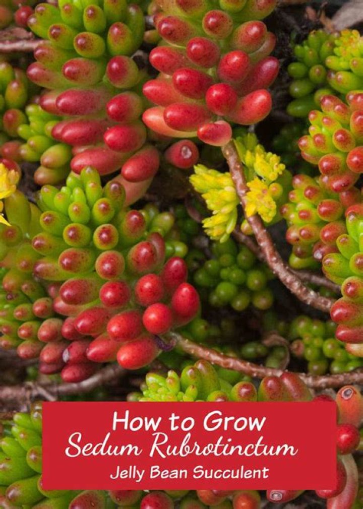 Sedum Rubrotinctum Toxic - How To Discuss