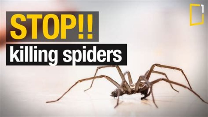 Should spiders be killed