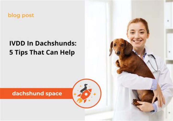 Should you euthanize a dog with IVDD