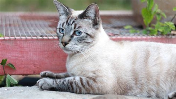 Siamese Tabby Mix - How To Discuss