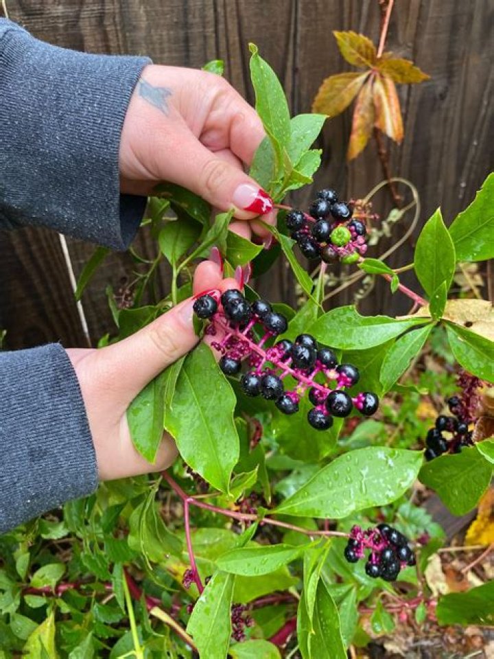 Snake Berries - How To Discuss