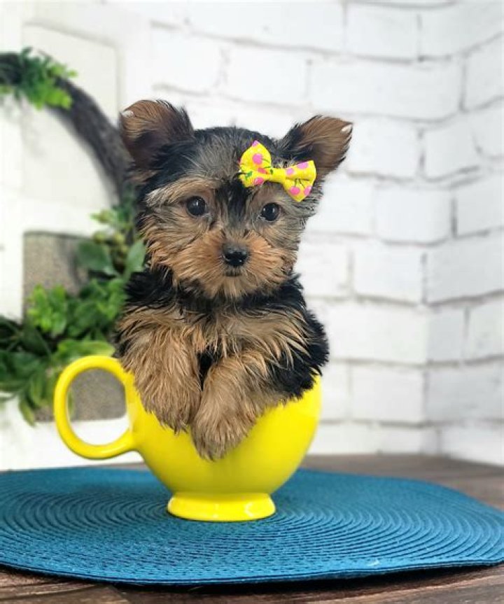 Teacup yorkie breeders - How To Discuss