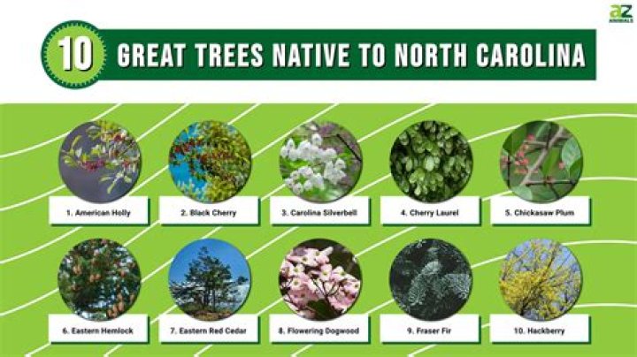 Trees Native To Houston - How To Discuss